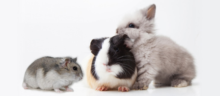 特長4:うさぎ、ハムスター、モルモットなども診察